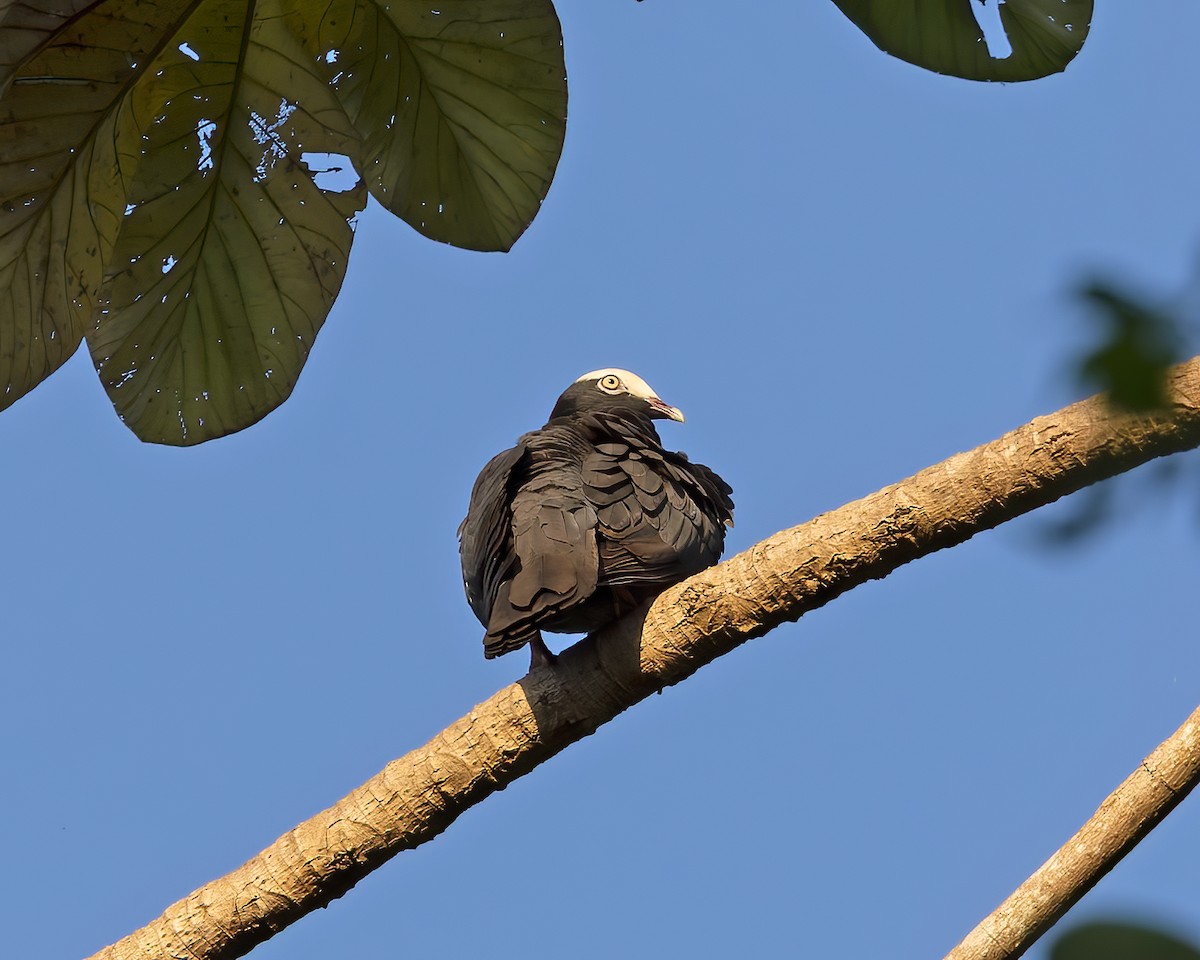 White-crowned Pigeon - ML644393275
