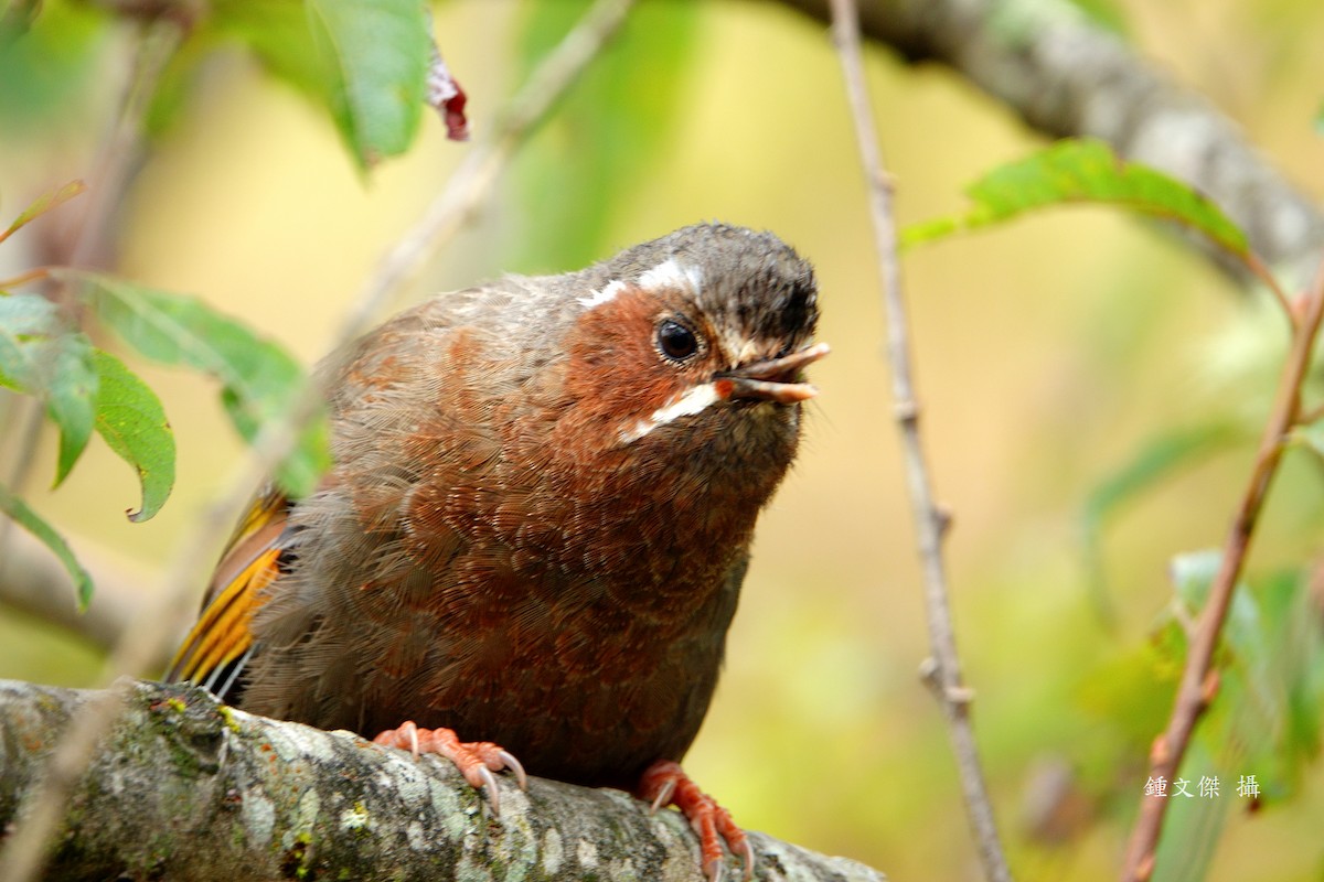 Garrulaxe du Morrison - ML644393276