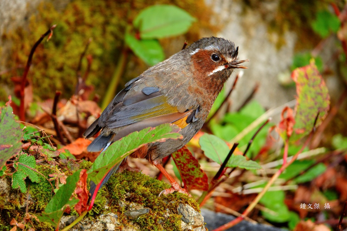 Garrulaxe du Morrison - ML644393277