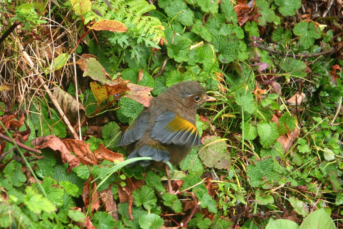 Garrulaxe du Morrison - ML644393278