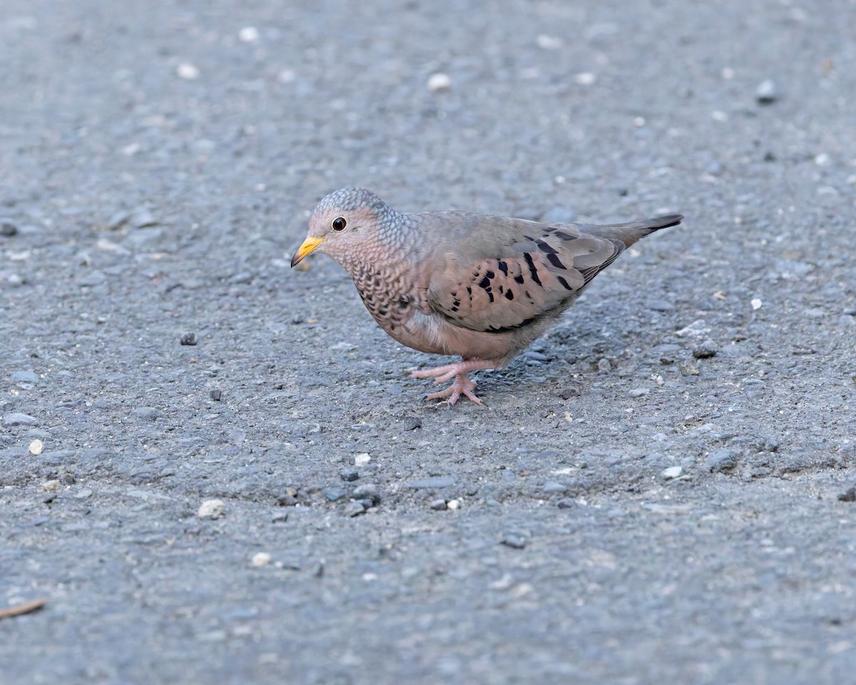 Common Ground Dove - ML644393286