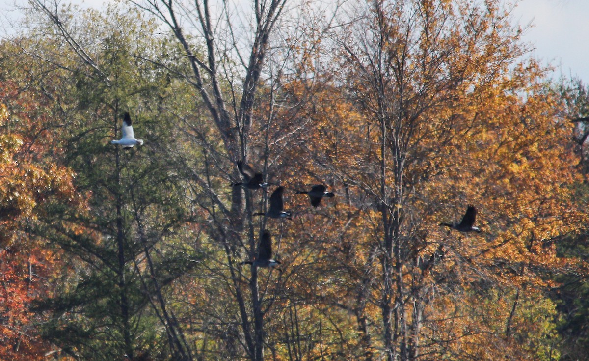 Snow Goose - ML644393289