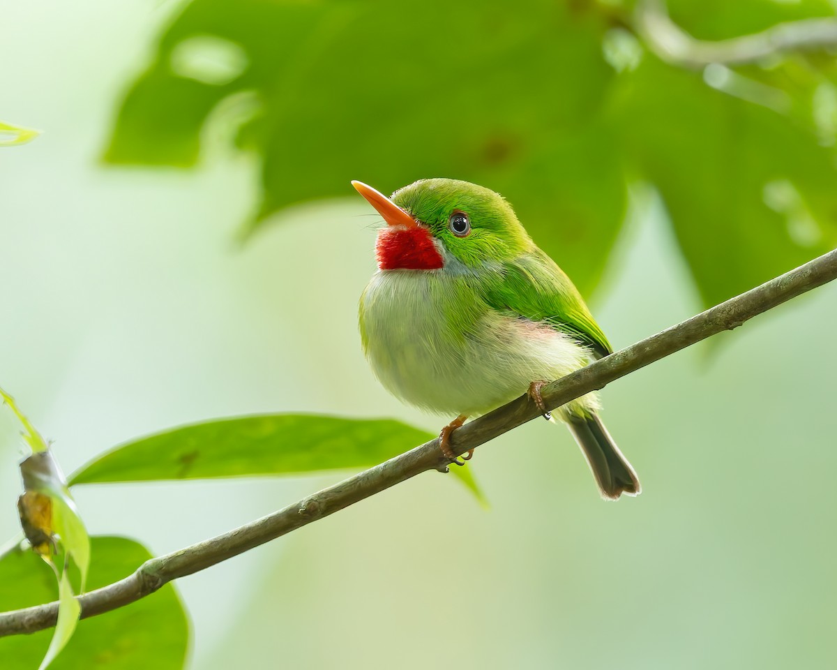 Jamaican Tody - ML644393302
