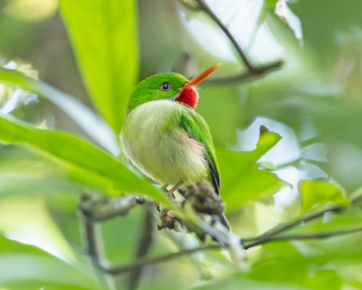 Jamaican Tody - ML644393304