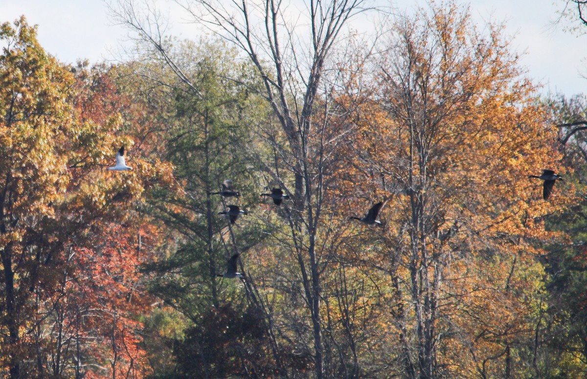 Snow Goose - ML644393306