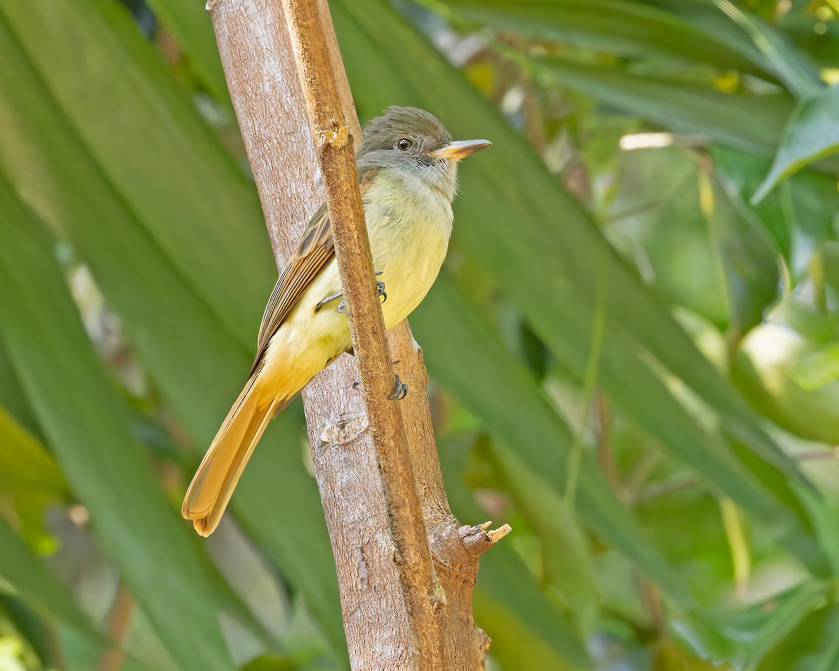 Rufous-tailed Flycatcher - ML644393308