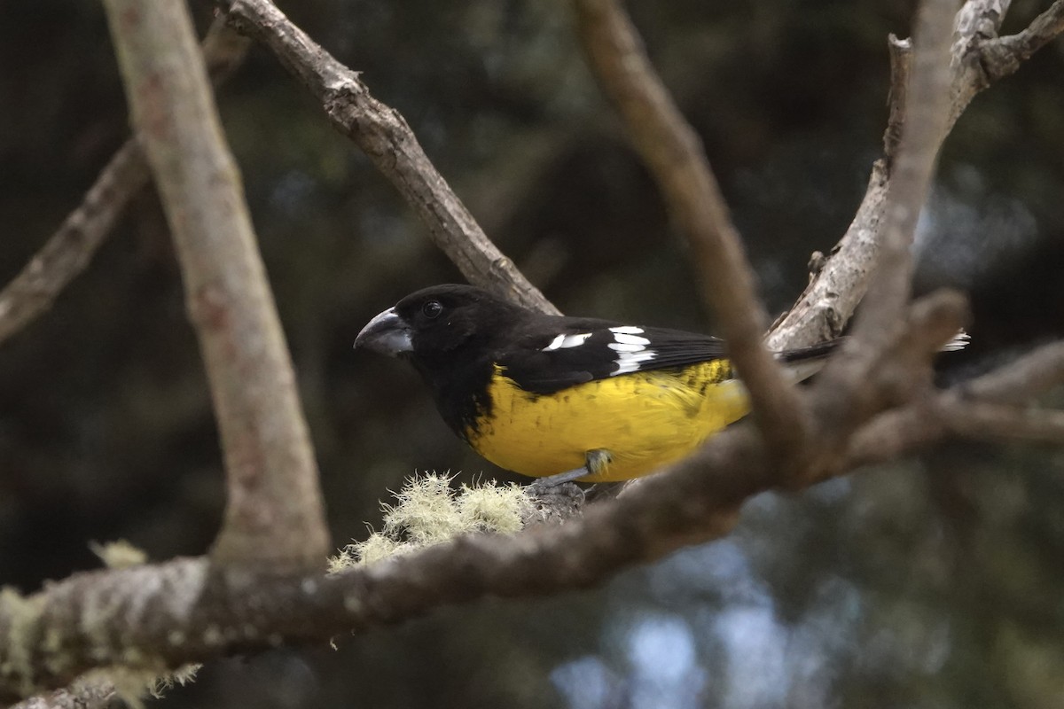 Black-backed Grosbeak - ML644393310