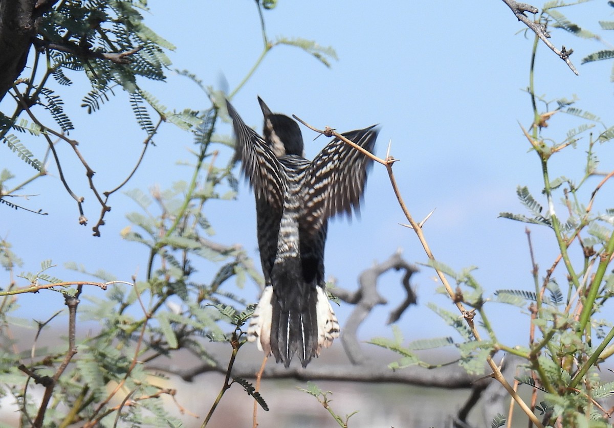 シマアカゲラ - ML644393319