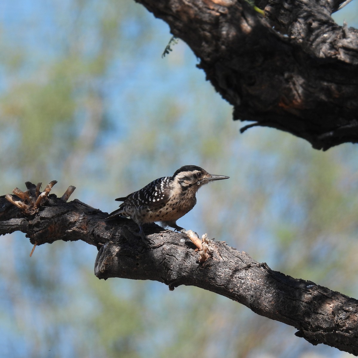 シマアカゲラ - ML644393320