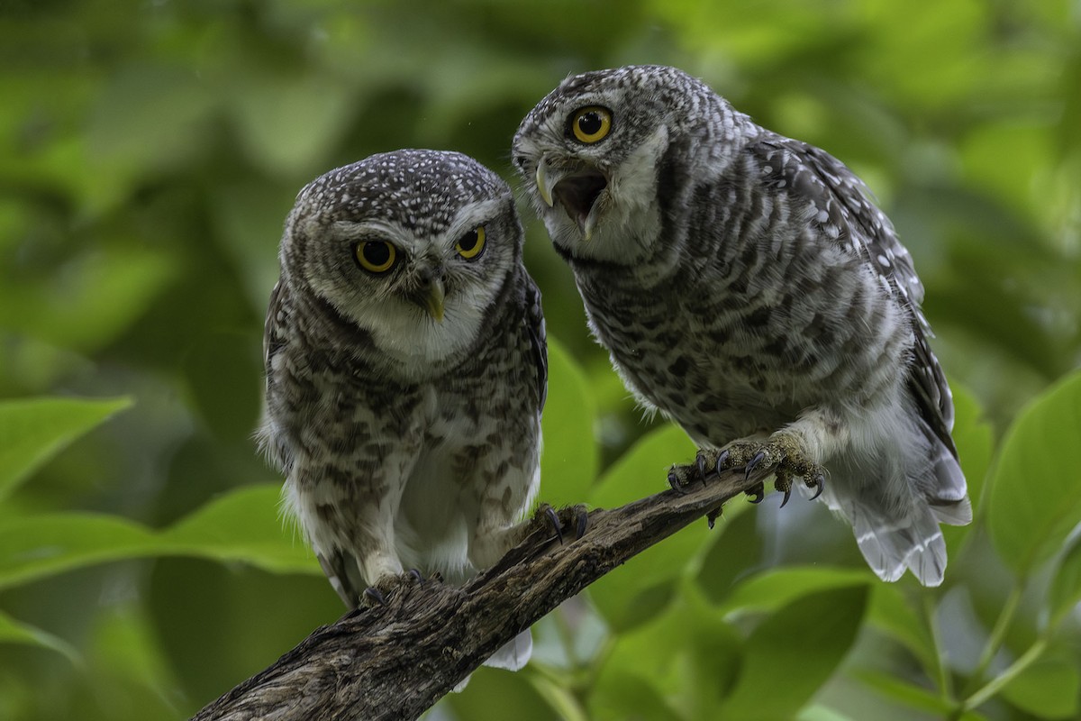 tempelugle - ML644393329