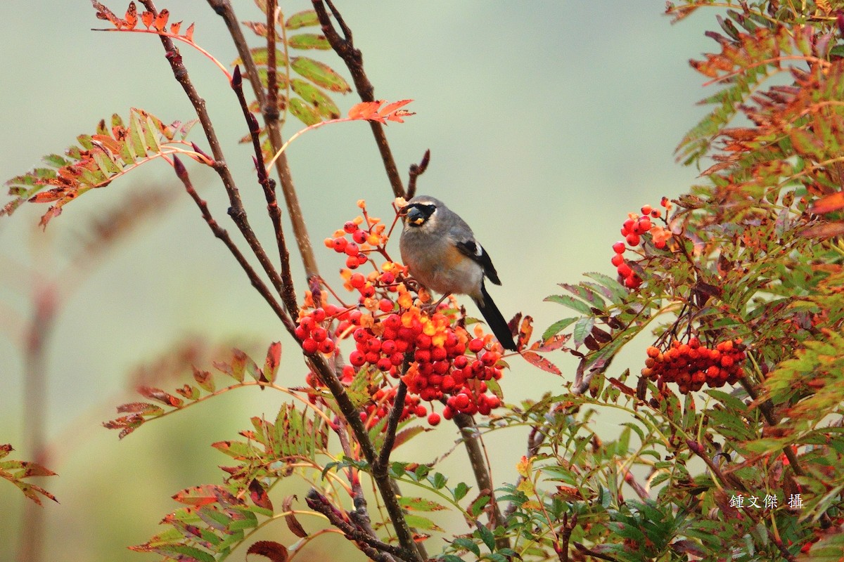 Taiwan Bullfinch - ML644393330