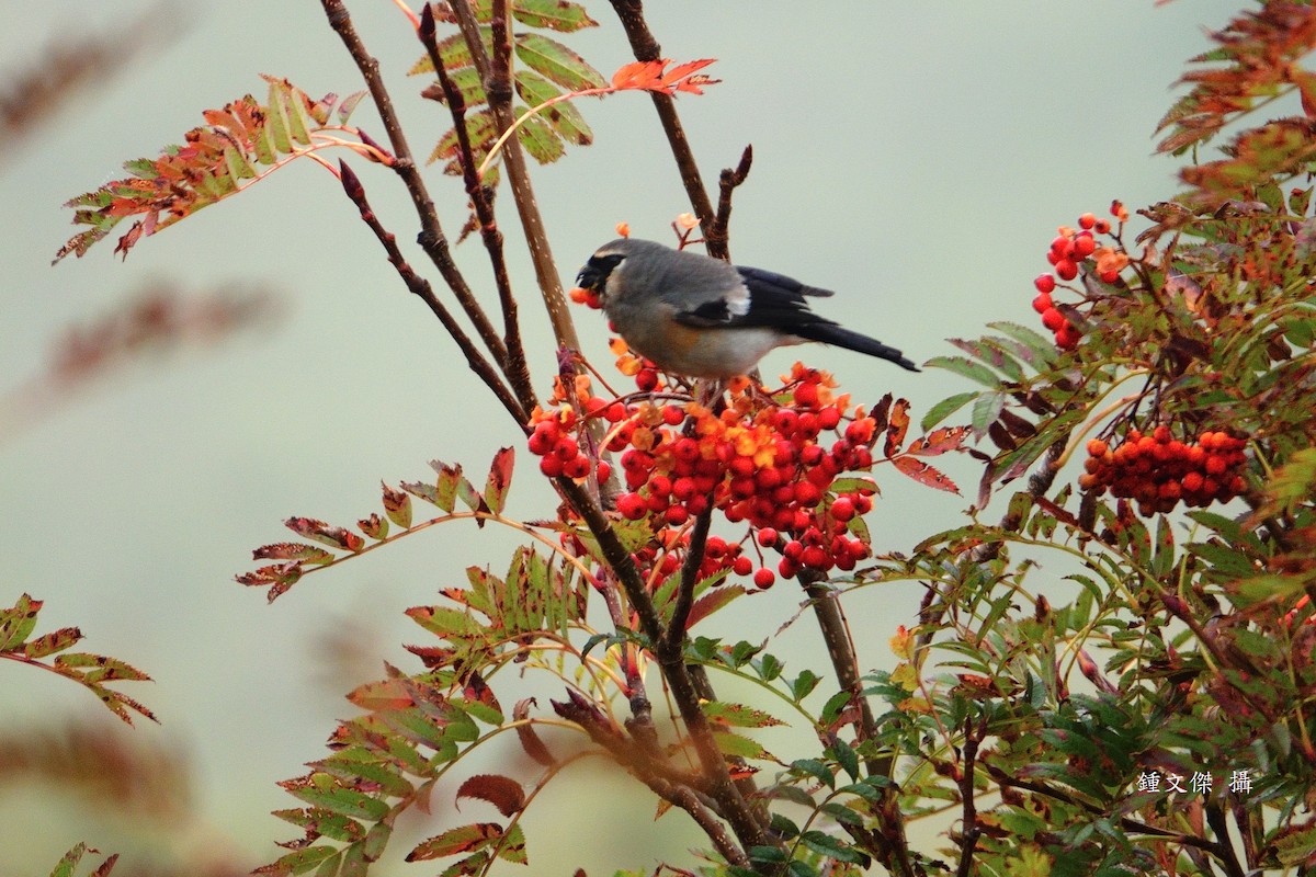 Taiwan Bullfinch - ML644393331