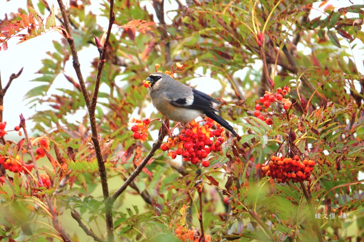 Taiwan Bullfinch - ML644393332