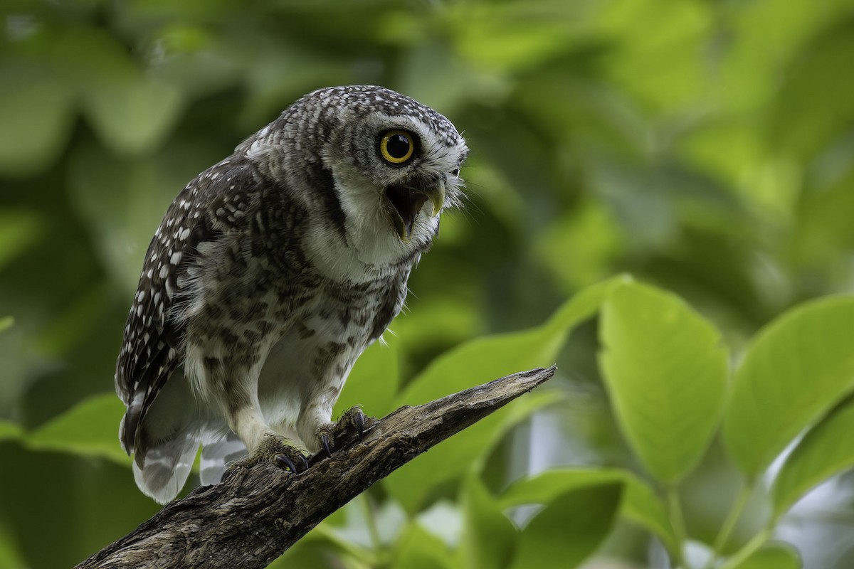 tempelugle - ML644393337