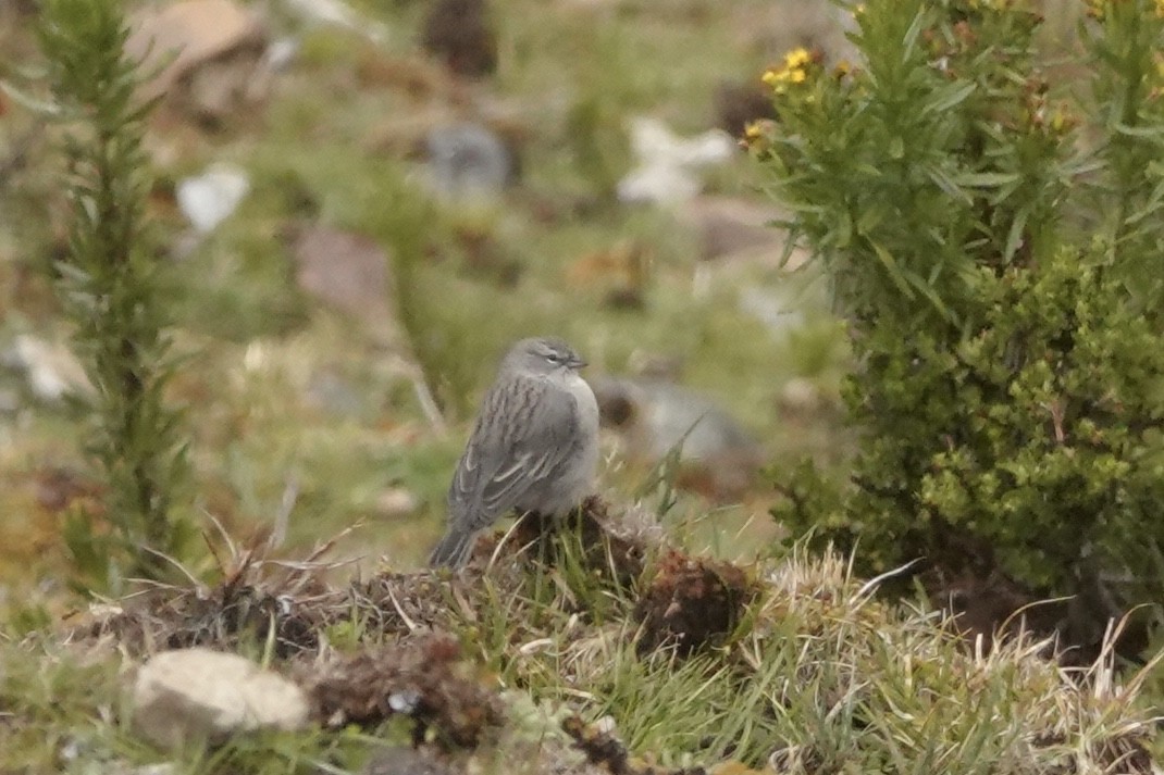 Ash-breasted Sierra Finch - ML644393341