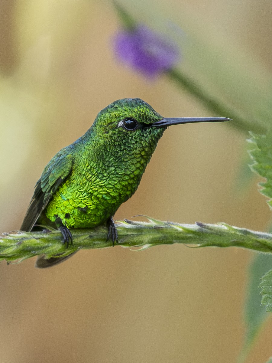 Short-tailed Emerald - ML644393352