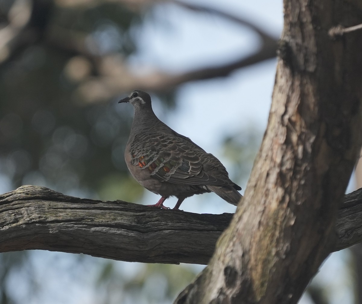 Common Bronzewing - ML644393354