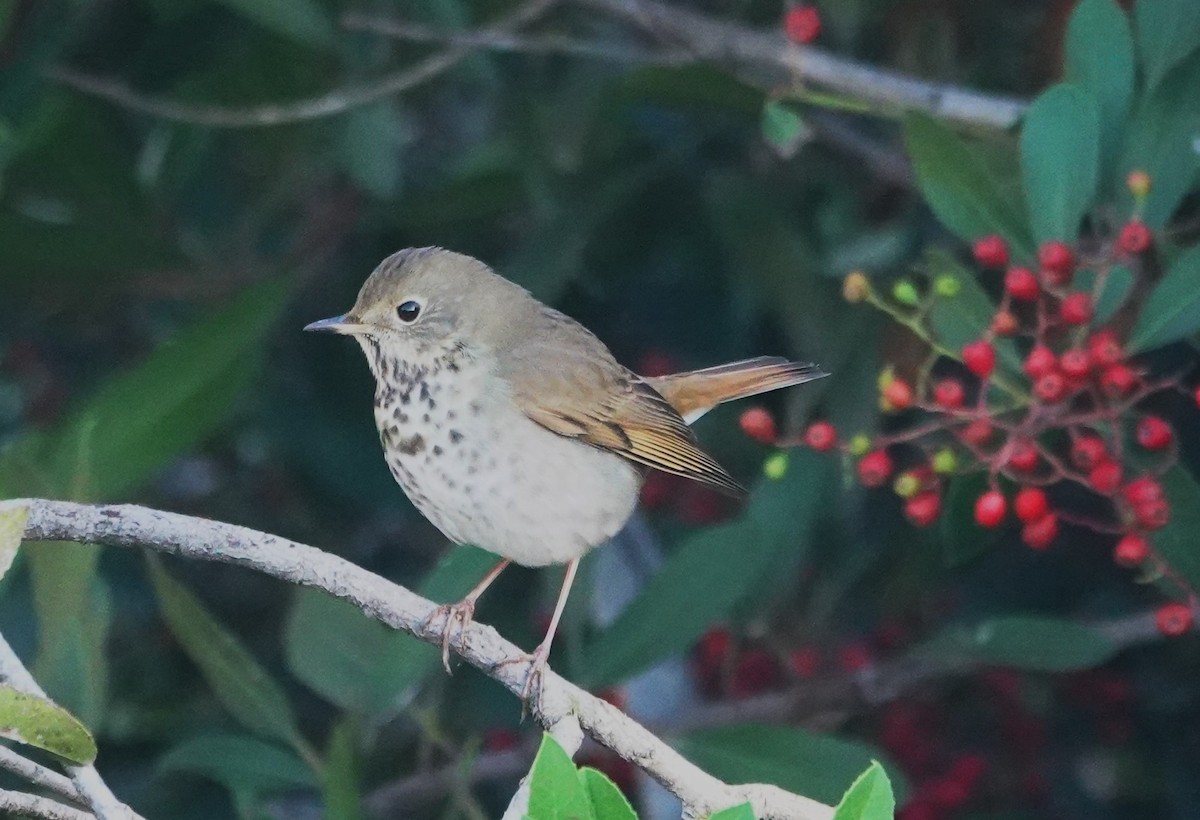 Hermit Thrush - ML644393356