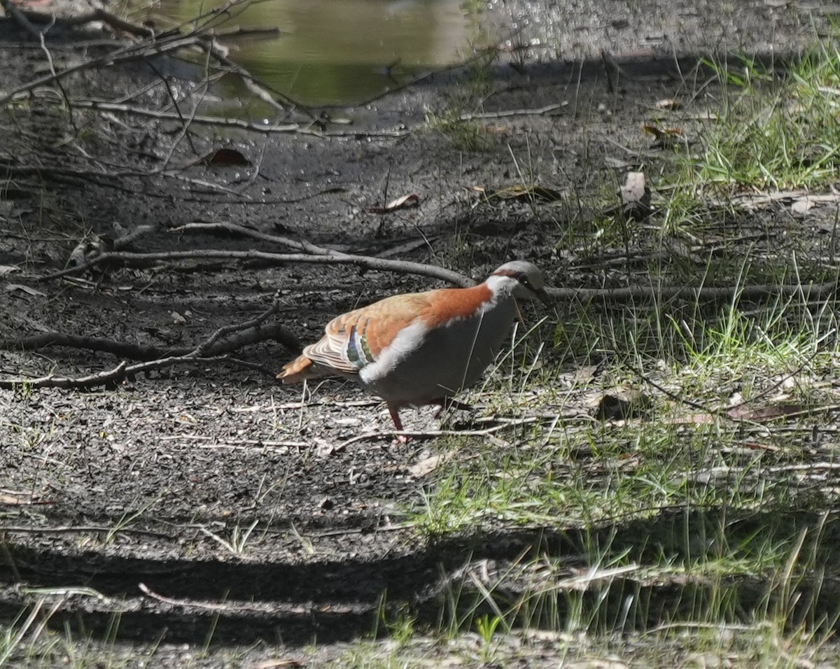 holub pestrokřídlý - ML644393359