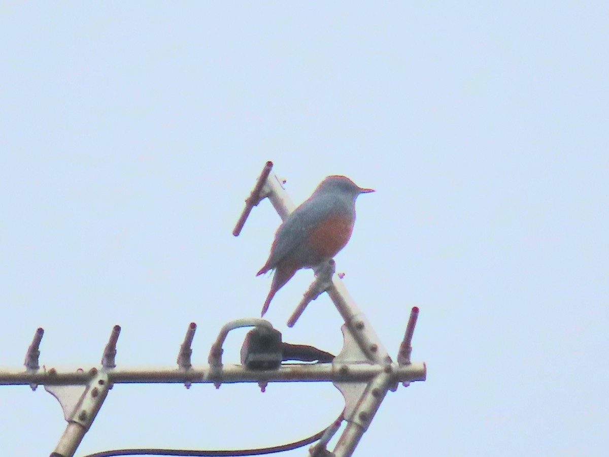 Цэнхэр жижир - ML644393360