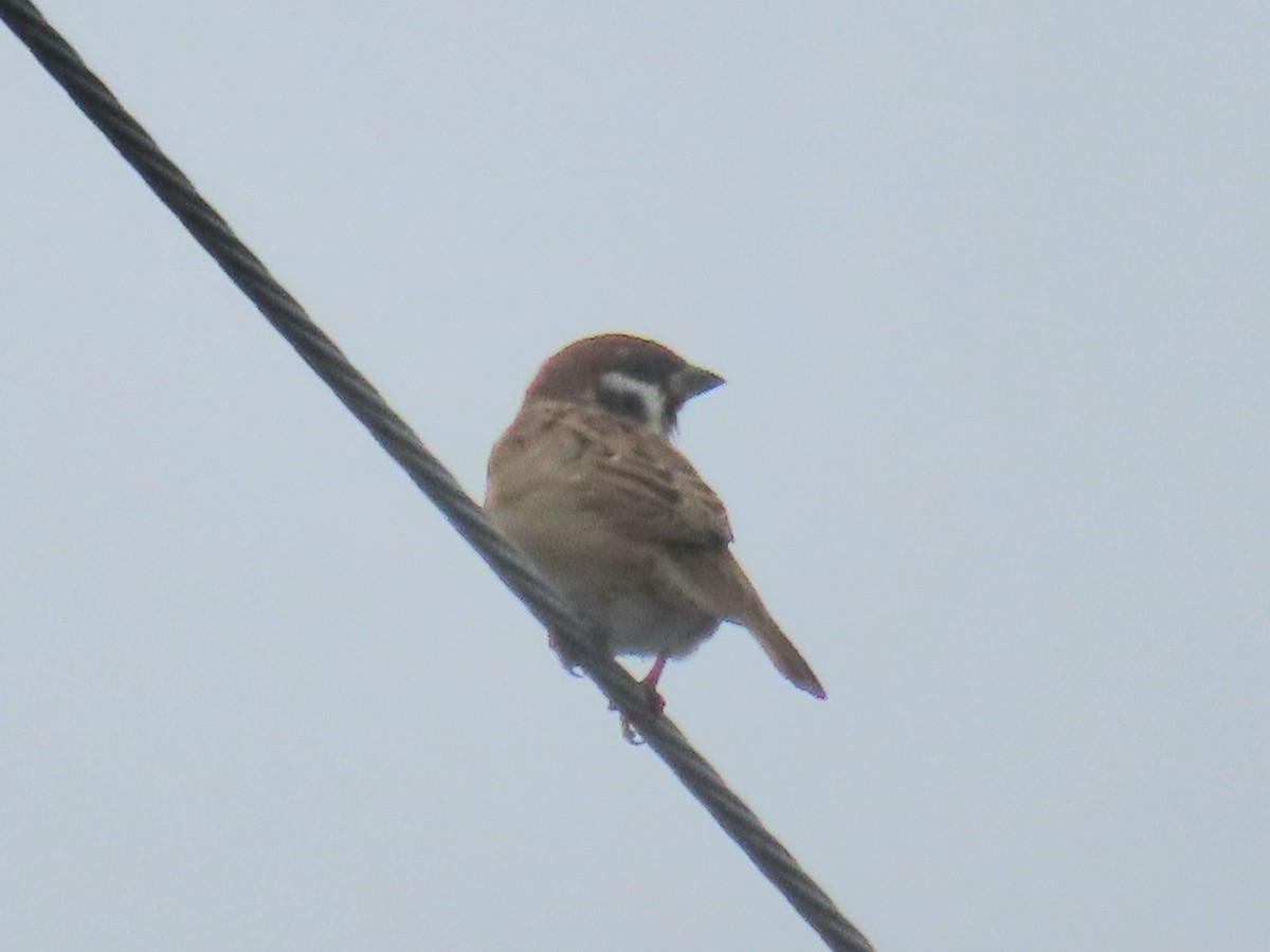 Gorrión Molinero - ML644393364