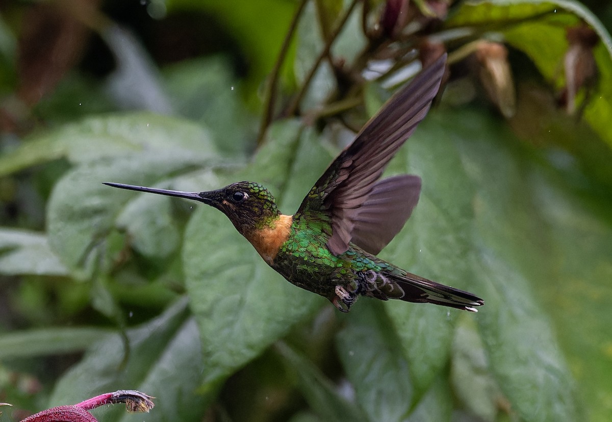 Gould's Inca - ML644393365