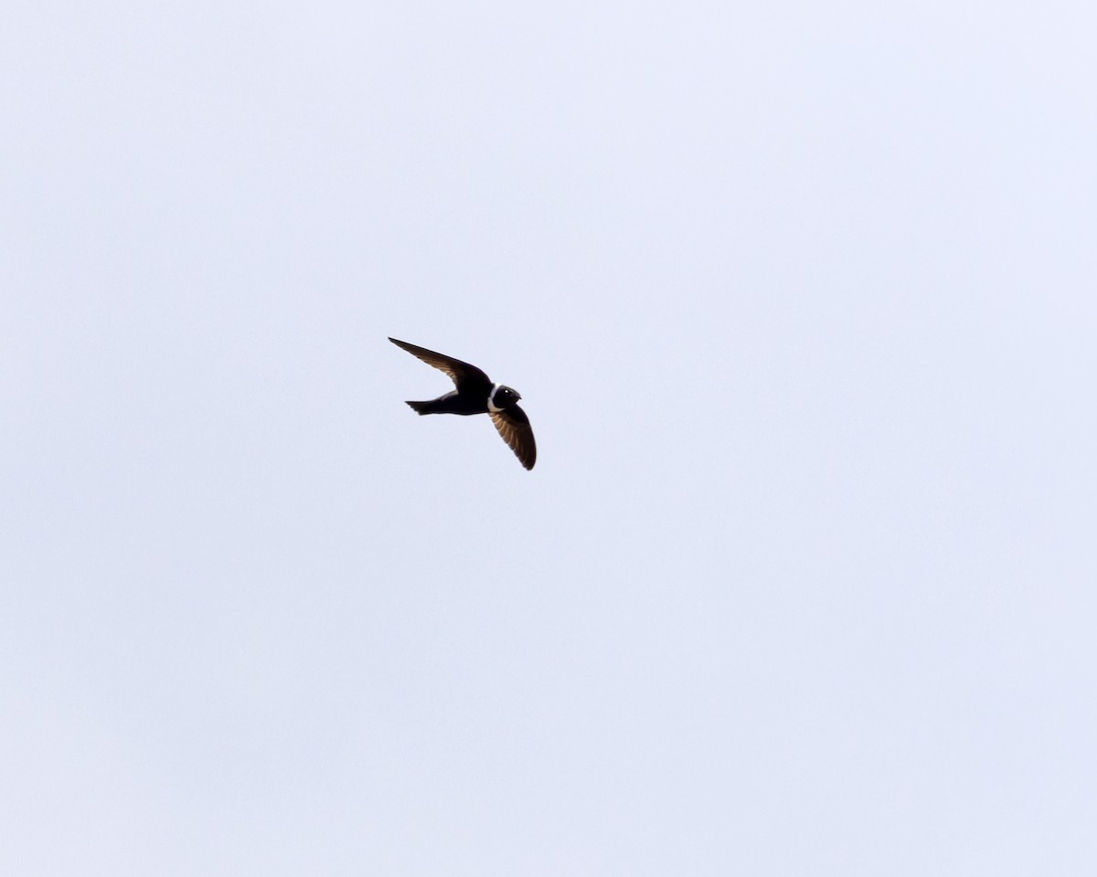 White-collared Swift - ML644393369