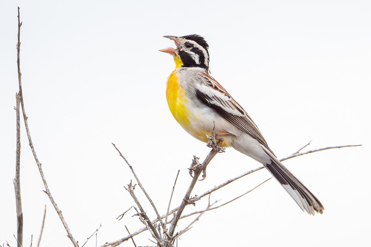 Somali Bunting - ML644393375