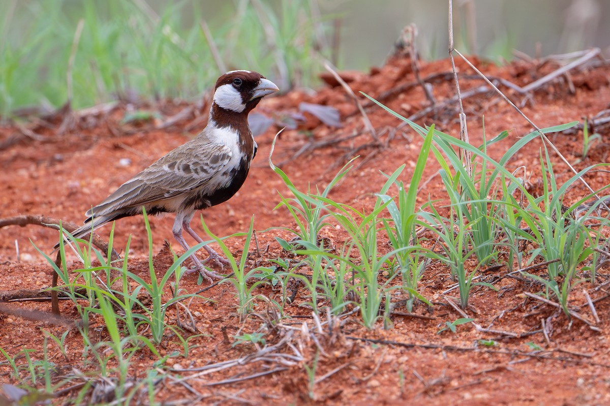 Chestnut-headed Sparrow-Lark - ML644393379