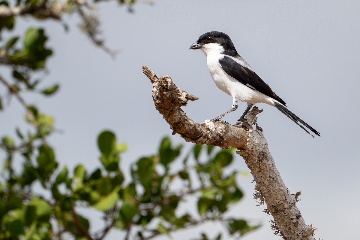 Taita Fiscal - ML644393380