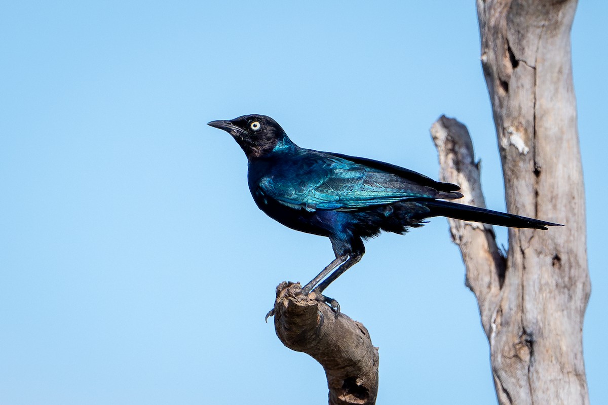 Rüppell's Starling - ML644393384