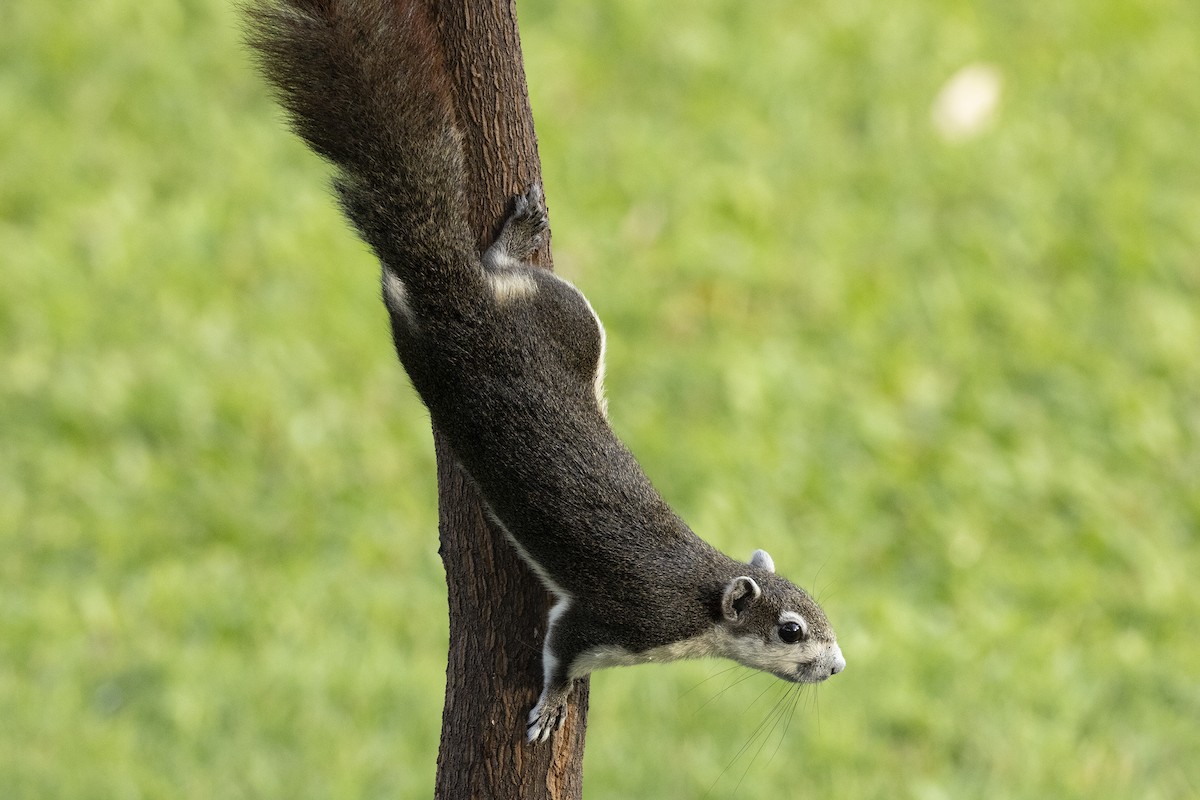 白背松鼠 - ML644393385