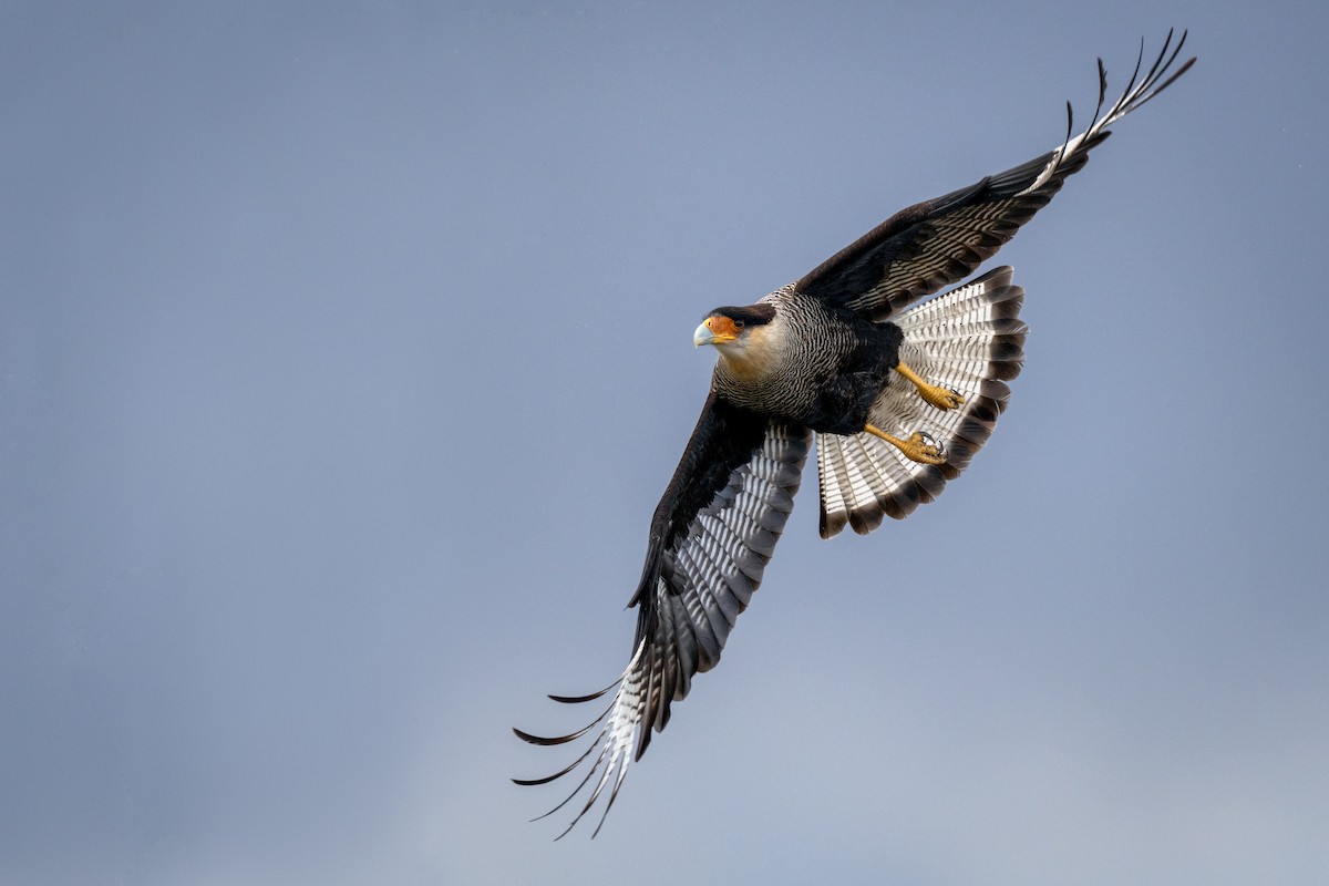 karančo jižní - ML644393394