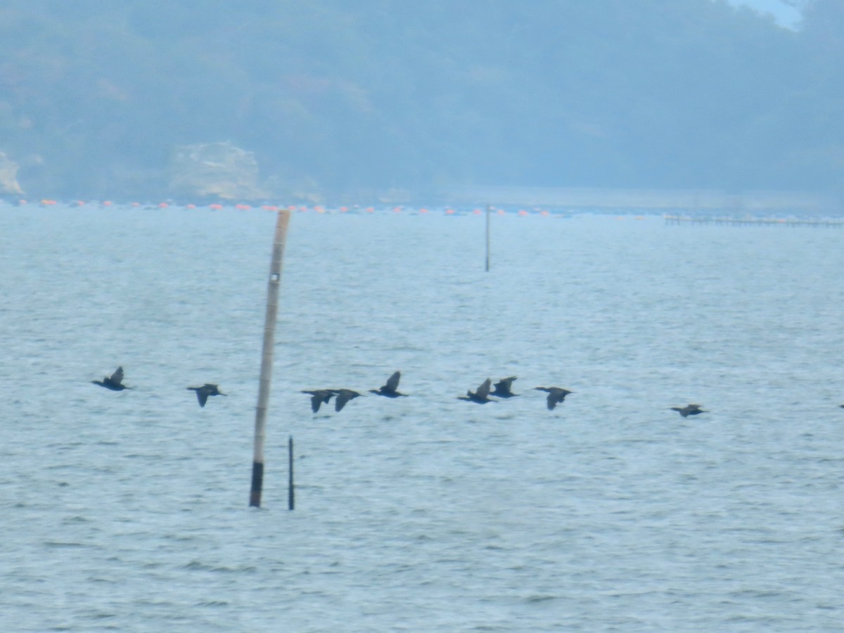 duck sp. - ML644393398