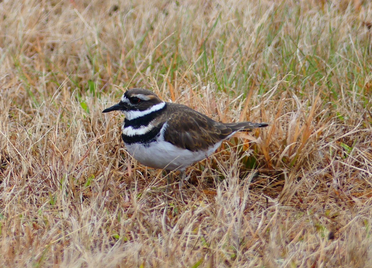 Killdeer - ML644393410