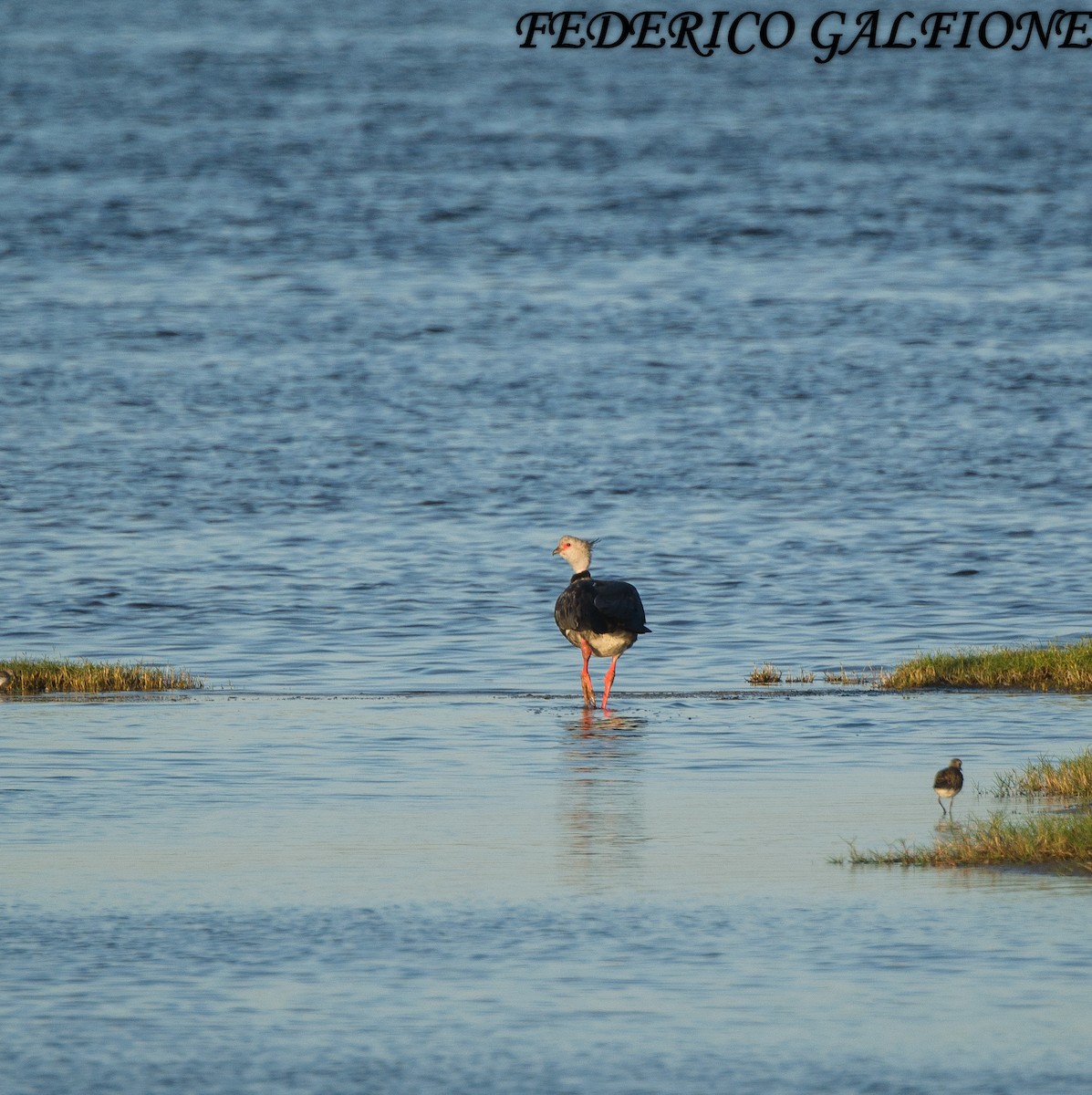 Southern Screamer - ML644393419