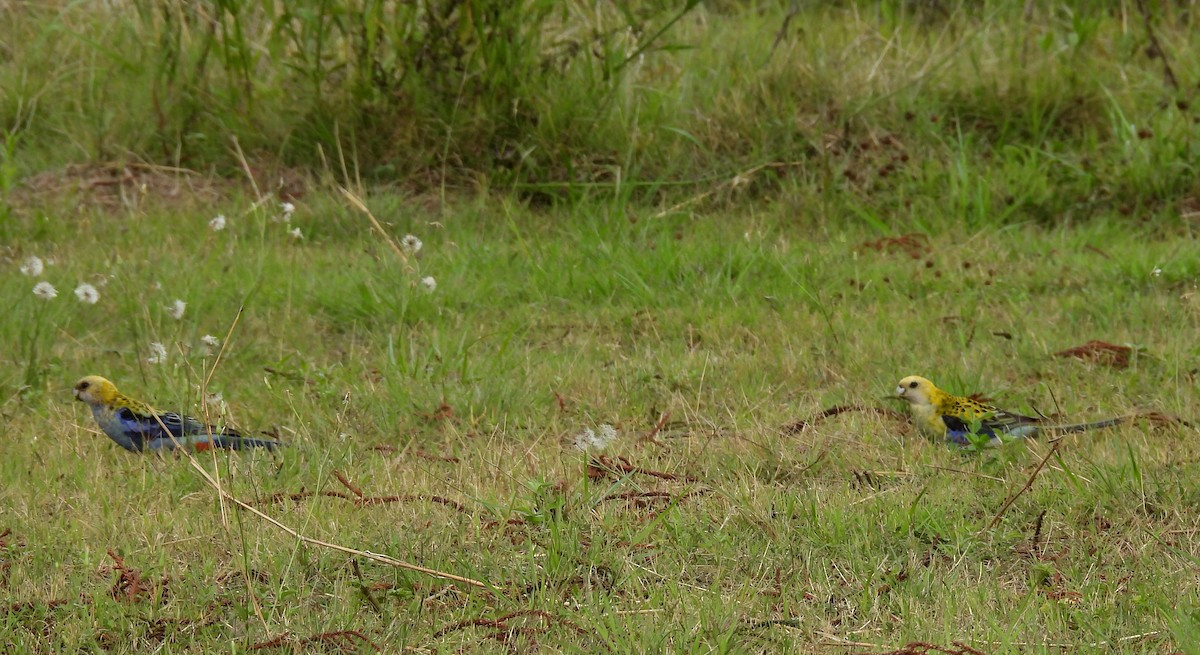 ホオアオサメクサインコ - ML644393420