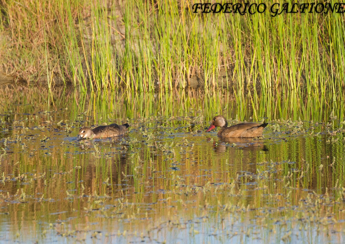 brasiland - ML644393422