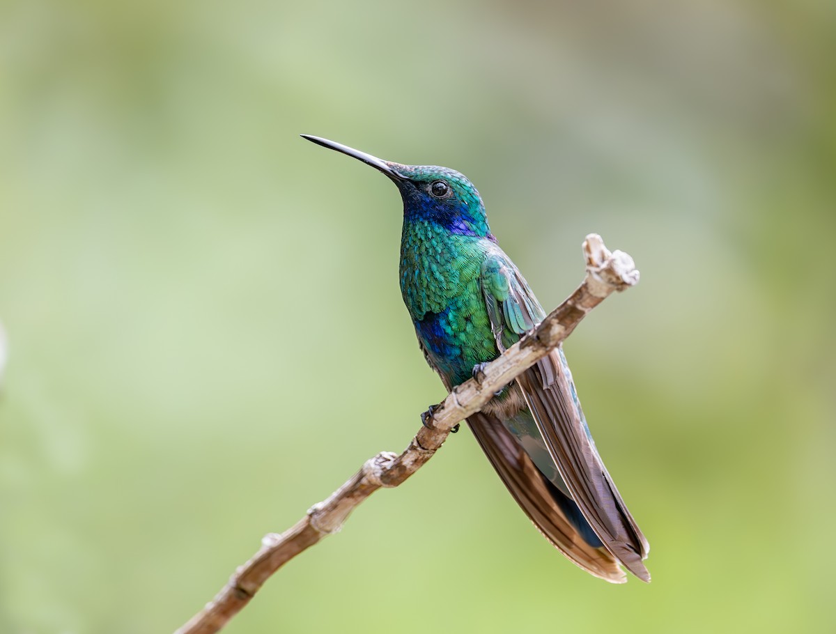 fiolørekolibri - ML644393425