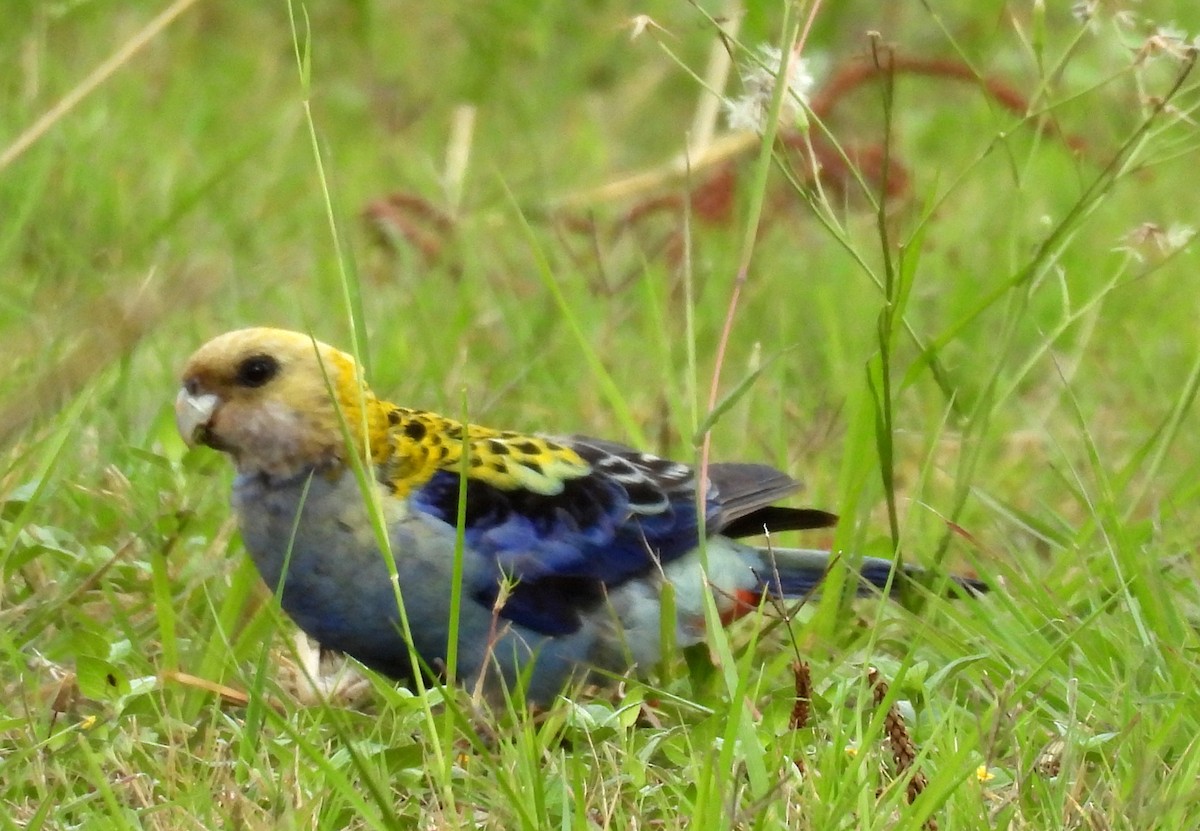 ホオアオサメクサインコ - ML644393426