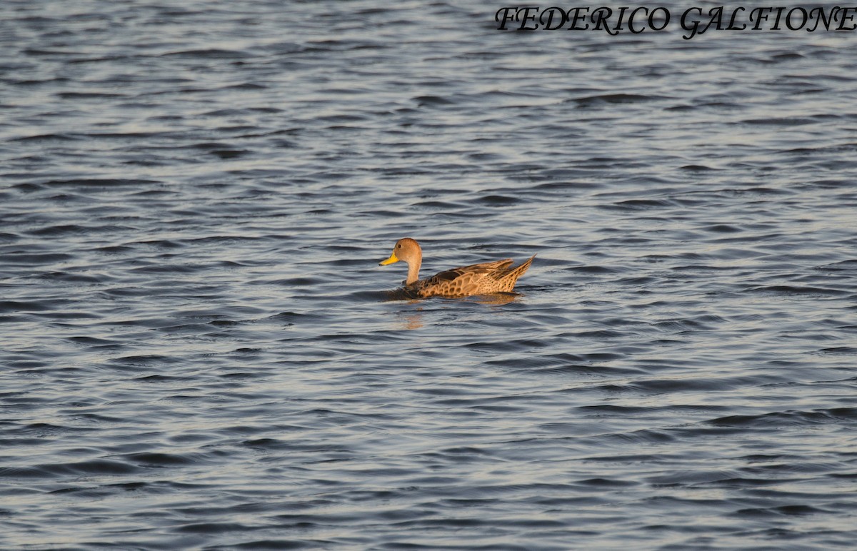 Шилохвіст жовтодзьобий - ML644393428