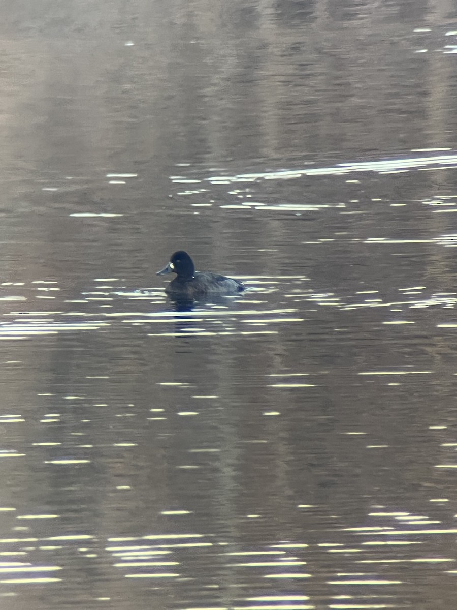Lesser Scaup - ML644393429
