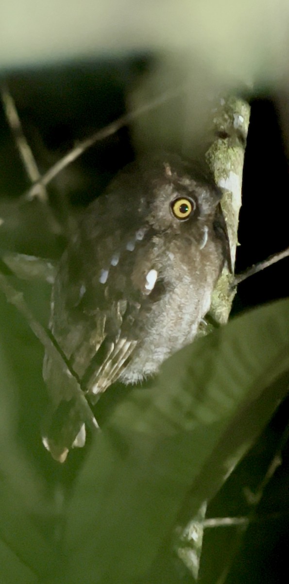 Foothill Screech-Owl - ML644393430