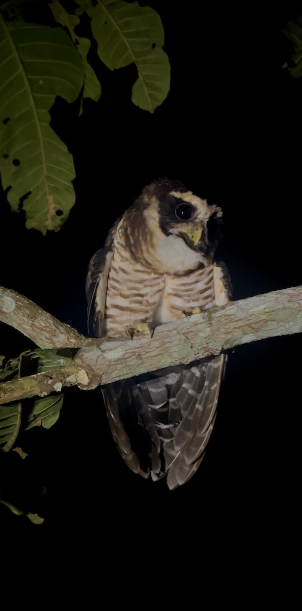 rustkinnugle - ML644393434