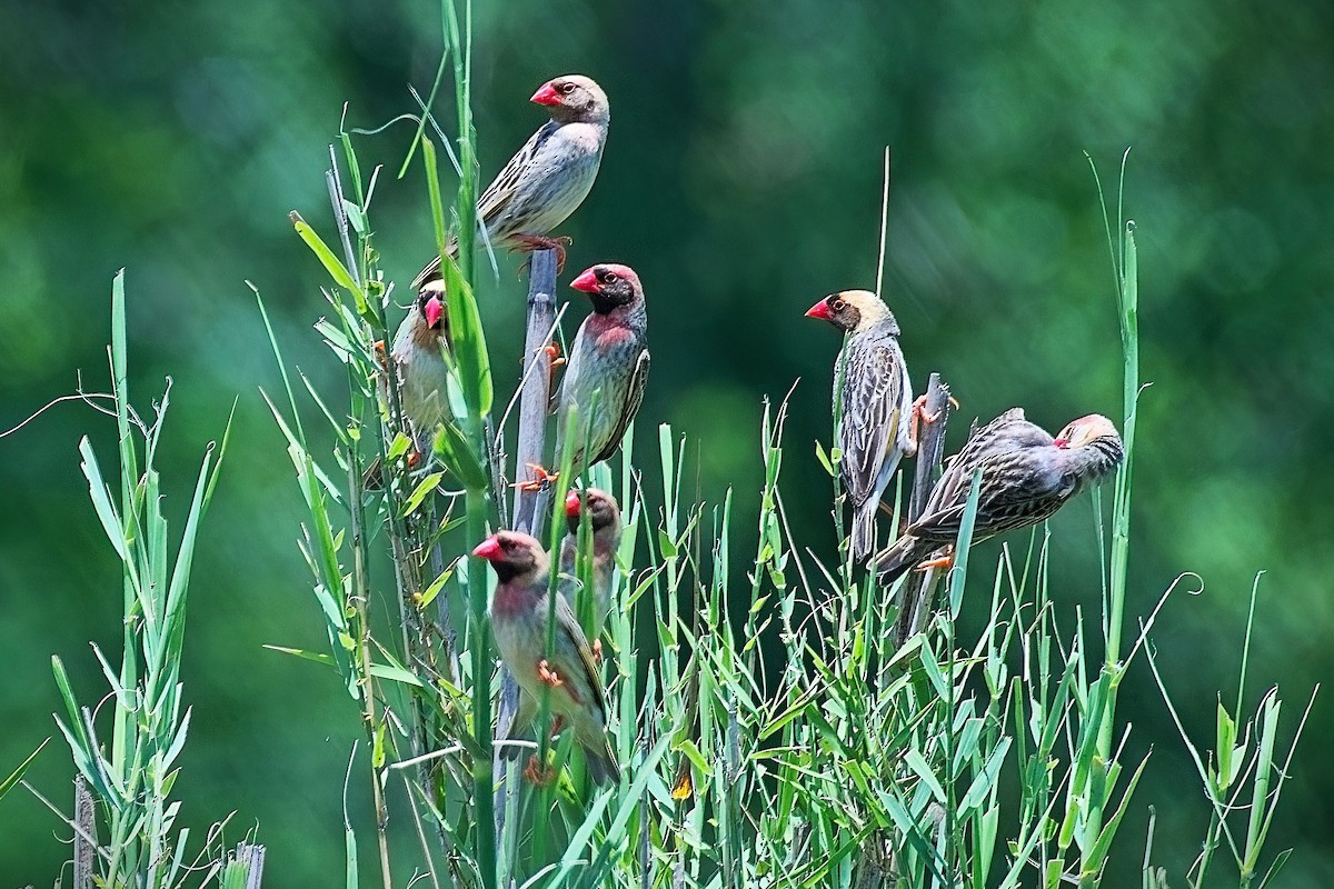 Quelea Común - ML644393444