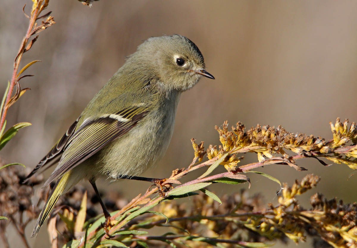 rubinfuglekonge - ML644393450