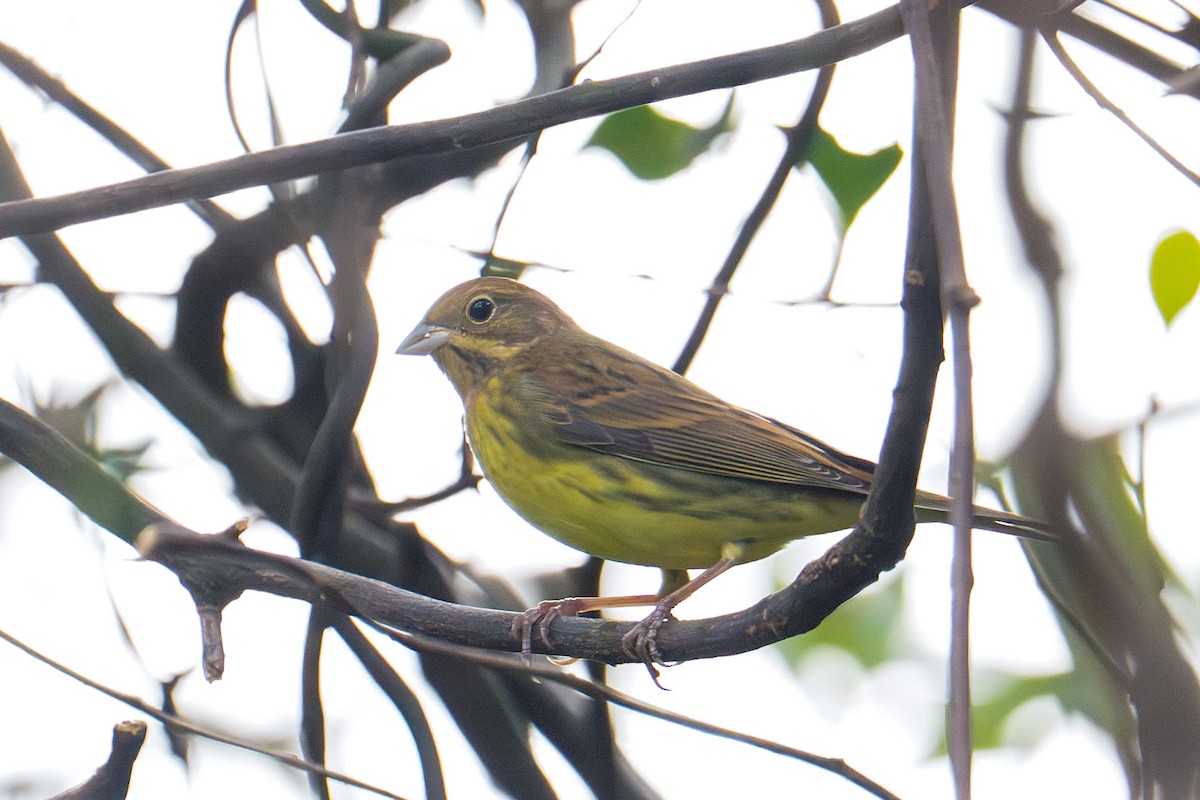 Chestnut Bunting - ML644393465
