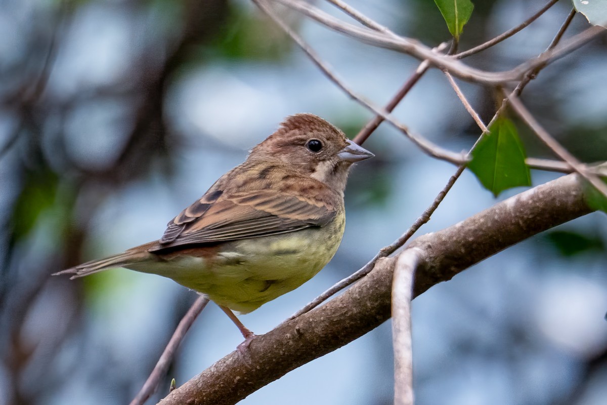Chestnut Bunting - ML644393466
