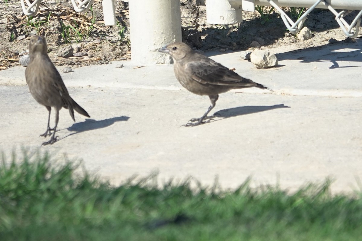 Braunkopf-Kuhstärling - ML644393470