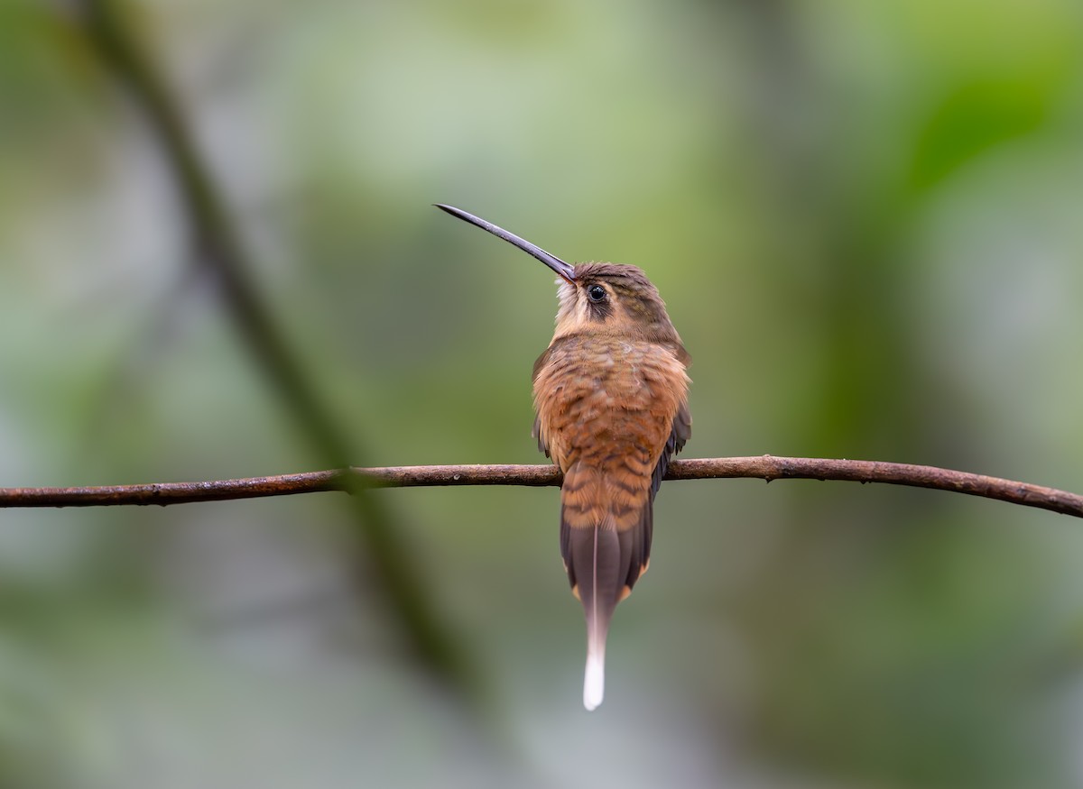 kolibřík olivohřbetý - ML644393472